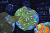 Discosoma Mushroom Rock Colony WYSIWYG - SAQ Coral Farm Discosoma Mushroom Rock Colony WYSIWYG - SAQ Coral Farm
