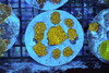 Discosoma Mushroom Rock Colony WYSIWYG - SAQ Coral Farm Discosoma Mushroom Rock Colony WYSIWYG - SAQ Coral Farm