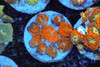 Rhodactis Mushroom Rock Colony WYSIWYG - SAQ Coral Farm Rhodactis Mushroom Rock Colony WYSIWYG - SAQ Coral Farm