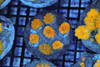 Ricordea Mushroom Rock Colony WYSIWYG - SAQ Coral Farm