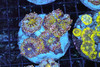 Ricordea Mushroom Rock Colony WYSIWYG - SAQ Coral Farm Ricordea Mushroom Rock Colony WYSIWYG - SAQ Coral Farm