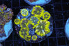 Ricordea Mushroom Rock Colony WYSIWYG - SAQ Coral Farm Ricordea Mushroom Rock Colony WYSIWYG - SAQ Coral Farm