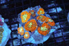 Rhodactis Mushroom Rock Colony WYSIWYG - SAQ Coral Farm Rhodactis Mushroom Rock Colony WYSIWYG - SAQ Coral Farm