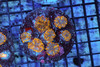 Ricordea Mushroom Rock Colony WYSIWYG - SAQ Coral Farm