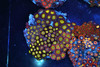 Multi-Zoanthid Rock Colony WYSIWYG - SAQ Coral Farm Multi-Zoanthid Rock Colony WYSIWYG - SAQ Coral Farm
