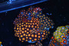 Multi-Zoanthid Rock Colony WYSIWYG - SAQ Coral Farm