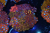 Multi-Zoanthid Rock Colony WYSIWYG - SAQ Coral Farm Multi-Zoanthid Rock Colony WYSIWYG - SAQ Coral Farm