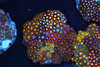 Multi-Zoanthid Rock Colony WYSIWYG - SAQ Coral Farm