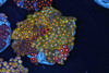 Multi-Zoanthid Rock Colony WYSIWYG - SAQ Coral Farm Multi-Zoanthid Rock Colony WYSIWYG - SAQ Coral Farm