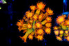 Firecracker Goniopora WYSIWYG - SAQ Coral Farm Firecracker Goniopora WYSIWYG - SAQ Coral Farm