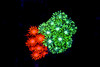 2Face Goniopora WYSIWYG - SAQ Coral Farm 2Face Goniopora WYSIWYG - SAQ Coral Farm