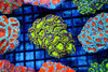 Lime Green Acan Colony WYSIWYG - SAQ Coral Farm Lime Green Acan Colony WYSIWYG - SAQ Coral Farm