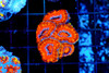 Red Acan Colony WYSIWYG - SAQ Coral Farm Red Acan Colony WYSIWYG - SAQ Coral Farm