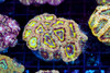 Marshmellow Asian Acan Colony WYSIWYG - SAQ Coral Farm Marshmellow Asian Acan Colony WYSIWYG - SAQ Coral Farm