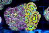 Utter Confusion Asian Acan Colony WYSIWYG - SAQ Coral Farm Utter Confusion Asian Acan Colony WYSIWYG - SAQ Coral Farm