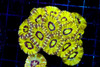 Vibrant Yellow Asian Acan Colony WYSIWYG - SAQ Coral Farm Vibrant Yellow Asian Acan Colony WYSIWYG - SAQ Coral Farm