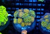 Hammer Garden Coral Colony WYSIWYG - SAQ Coral Farm Hammer Garden Coral Colony WYSIWYG - SAQ Coral Farm