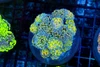LG Hammer Garden Coral Colony WYSIWYG - SAQ Coral Farm