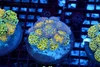 LG Hammer Garden Coral Colony WYSIWYG - SAQ Coral Farm LG Hammer Garden Coral Colony WYSIWYG - SAQ Coral Farm