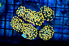 Gold Hammer Garden Coral Colony WYSIWYG - SAQ Coral Farm Gold Hammer Garden Coral Colony WYSIWYG - SAQ Coral Farm