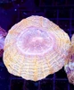 Peach Ring Acanthophyllia WYSIWYG - SAQ Coral Farm Peach Ring Acanthophyllia WYSIWYG - SAQ Coral Farm