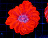 Red Cynarina WYSIWYG - SAQ Coral Farm Red Cynarina WYSIWYG - SAQ Coral Farm