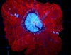 Blood Red Cynarina WYSIWYG - SAQ Coral Farm Blood Red Cynarina WYSIWYG - SAQ Coral Farm