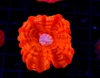 Red Cynarina WYSIWYG - SAQ Coral Farm Red Cynarina WYSIWYG - SAQ Coral Farm