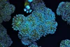Duncan Colony WYSIWYG - SAQ Coral Farm Duncan Colony WYSIWYG - SAQ Coral Farm