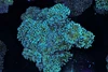 LG Duncan Colony WYSIWYG - SAQ Coral Farm LG Duncan Colony WYSIWYG - SAQ Coral Farm