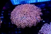 Orange Frogspawn Colony WYSIWYG - SAQ Coral Farm Orange Frogspawn Colony WYSIWYG - SAQ Coral Farm