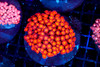 ULTRA Red Goniopora Colony WYSIWYG - SAQ Coral Farm