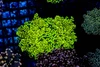 Frogspawn Colony WYSIWYG - SAQ Coral Farm Frogspawn Colony WYSIWYG - SAQ Coral Farm