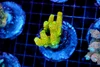 Yellow Acro WYSIWYG - SAQ Coral Farm Yellow Acro WYSIWYG - SAQ Coral Farm