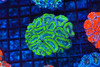Green Acan Colony WYSIWYG - SAQ Coral Farm Green Acan Colony WYSIWYG - SAQ Coral Farm