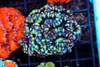 Green Tiger Acan Colony WYSIWYG - SAQ Coral Farm Green Tiger Acan Colony WYSIWYG - SAQ Coral Farm