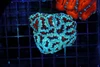 Blue Acan Colony WYSIWYG - SAQ Coral Farm Blue Acan Colony WYSIWYG - SAQ Coral Farm