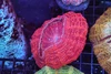 Pink Acanthophyllia WYSIWYG - SAQ Coral Farm