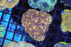 Snake eye Asian Acan Colony WYSIWYG - SAQ Coral Farm