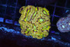Gold Quartz Asian Acan Colony WYSIWYG - SAQ Coral Farm Gold Quartz Asian Acan Colony WYSIWYG - SAQ Coral Farm