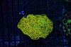 Lime Juice Favia WYSIWYG - SAQ Coral Farm Lime Juice Favia WYSIWYG - SAQ Coral Farm