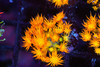 Firecracker Goniopora Coral WYSIWYG - SAQ Coral Farm Firecracker Goniopora Coral WYSIWYG - SAQ Coral Farm