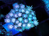 Lavender Goniopora Coral WYSIWYG - SAQ Coral Farm Lavender Goniopora Coral WYSIWYG - SAQ Coral Farm