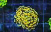 Gold Hammer Coral WYSIWYG - SAQ Coral Farm Gold Hammer Coral WYSIWYG - SAQ Coral Farm