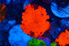 Darthmaul Jawbreaker Discosoma Mushroom Coral WYSIWYG - SAQ Coral Farm Darthmaul Jawbreaker Discosoma Mushroom Coral WYSIWYG - SAQ Coral Farm