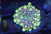 Bounce Yuma Mushroom Coral WYSIWYG - SAQ Coral Farm