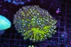 Lime Green Goniopora Coral Colony WYSIWYG - SAQ Coral Farm Lime Green Goniopora Coral Colony WYSIWYG - SAQ Coral Farm