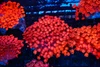 Fire Goniopora Coral Colony WYSIWYG - SAQ Coral Farm