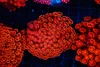 Ultra Fire Goniopora Coral Colony WYSIWYG - SAQ Coral Farm Ultra Fire Goniopora Coral Colony WYSIWYG - SAQ Coral Farm