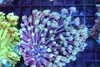 Teal Blue Goniopora Coral Colony WYSIWYG - SAQ Coral Farm Teal Blue Goniopora Coral Colony WYSIWYG - SAQ Coral Farm
